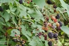 242155510_288758856015566_3839693385663583516_n