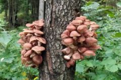 242176731_225639509434675_5809297856507731020_n