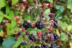 242222545_4348843478535180_8965184390864279077_n