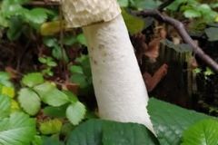 242292919_283462743306849_57089603099404704_n