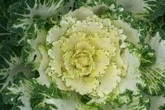 22766358_1481247245305038_765533210_o