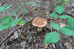 118956834_337053550751791_3854843248959961799_n