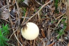 119097362_1340922262906454_7736885994719716597_n