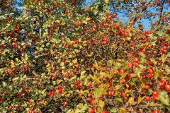 119117774_3095531127242125_6106236354674440374_n