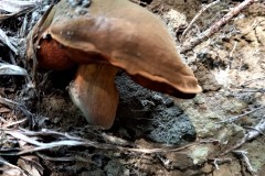 119125915_326414822032357_5662344634930830807_n