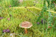 119181319_327002885394305_1147772441621649_n