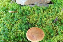 119288323_789903728445550_1203933034505191534_n