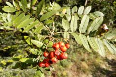 119432663_1255479668148141_1193523988517839506_n