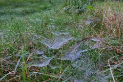 119448528_351271306231245_5569928466697964547_n