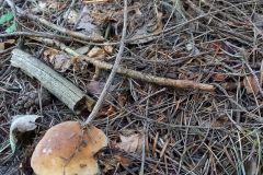 119450810_949788195544922_2230846551754286498_n