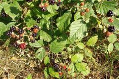 119602589_619532645397387_6827788400065102922_n