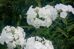 WhatsApp-Image-2019-07-15-at-19.00.43