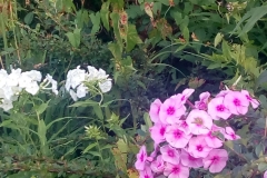 WhatsApp-Image-2019-07-15-at-19.05.11