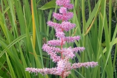 WhatsApp-Image-2019-07-15-at-19.06.02