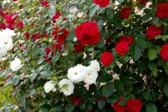 e0c62343-898f-4020-9786-29515dc2e869