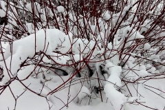 51e37c9c-a26e-4306-b1c0-a2e8e6dad620