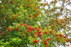 301687999_477994257526937_4301403247445322704_n