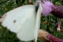 WhatsApp Image 2018-07-07 at 14.04.11