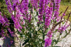 550ee5d5-74f5-4d25-bb50-115e08201d65