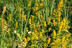 72c9e5b6-e831-4ecd-9189-70b6325077ce