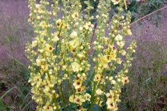 36087955_666348950372751_4450334542477131776_n