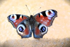 379660824_329009106176851_3629706845927602198_n