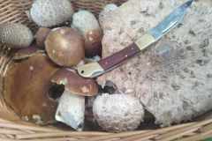 385443895_1338059540429271_7621790041389911326_n