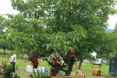 Piękno wokół nas 2017 009 (1)