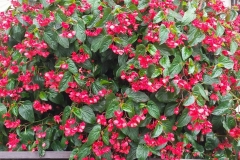 21729792_1446593168770446_1942586132_o