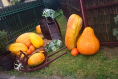 21754745_1446513578778405_1109726086_o