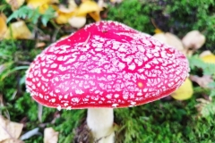 310610752_763052841430630_310229393927509137_n