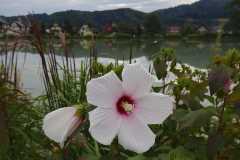 L1