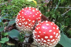grzybki-007