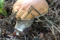 grzybki-009