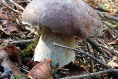 grzybki-010