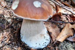 68856776_2438364183053748_4765525579397070848_n