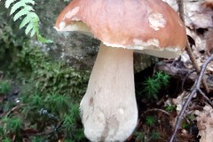 69327396_435257470407366_8388641835752357888_n