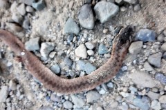 69548844_2327259944157081_5817967904661962752_n