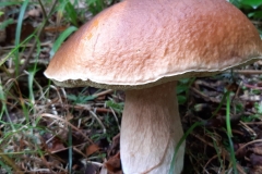 69593590_2328094297267522_7722870747516895232_n