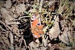 278331915_1102541996958745_5307322714435242284_n