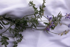 64455978_465584233987149_7309040087222714368_n