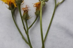 65086288_478080292952461_265417584344563712_n