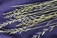 65094773_1465384650271175_6639601960204894208_n