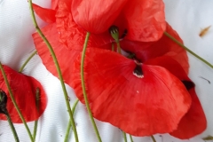 65099330_438897806660579_3507916665016811520_n