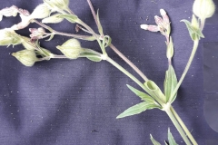 65105464_1432954433512649_6505847264039141376_n