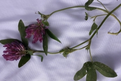 65126576_460446551198400_8125636339400966144_n-1