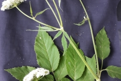 65175478_411974129405355_5203311969540505600_n