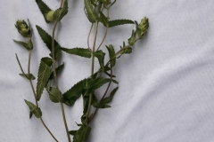 65305615_2386336674975758_4808343925142061056_n