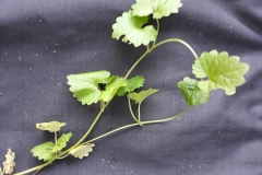 65318895_826677637713431_1900548527700836352_n