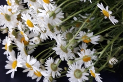 65460946_2443037632688705_5489503030795567104_n